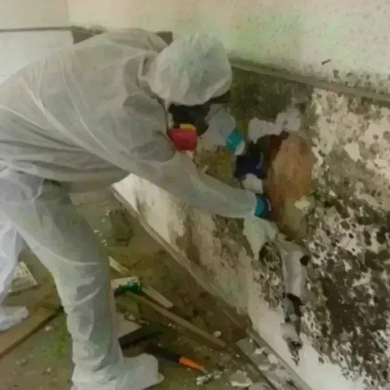 Mold Remediation and Removal in Bartholomew County, IN